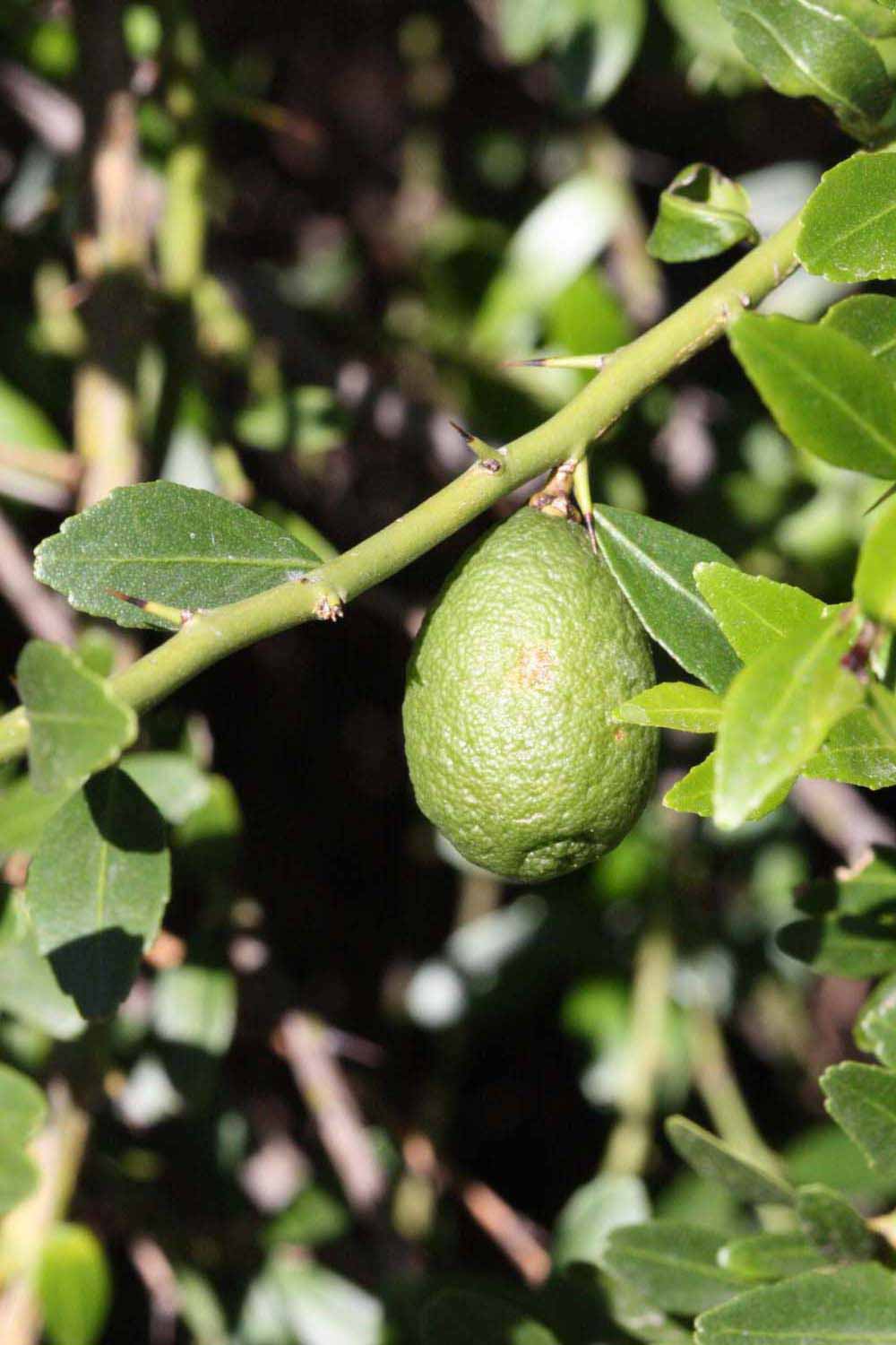            Fruit (Riverside, CA)   